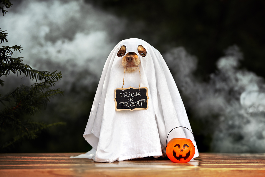 Furry, Four-legged Halloween Ghosts and...